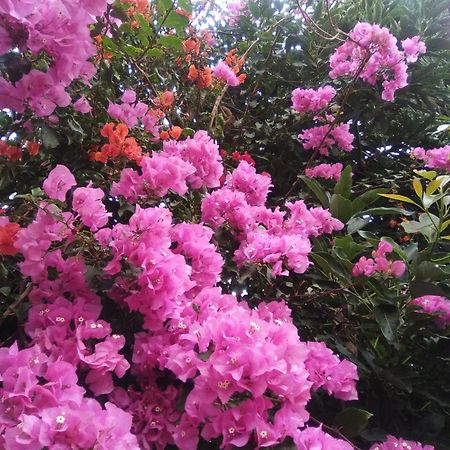 Mar De Flores เบกา เด ซานมาเตโอ ภายนอก รูปภาพ